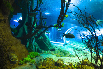 Fish in one of the aquariums at Bioparque Pantanal (Pantanal Aquarium), in Campo Grande, Mato Grosso do Sul