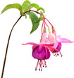Pink lilac fuchsia feature flowers. Flowers and bud on stem with leaves. Hand drawn realistic art, isolated background.