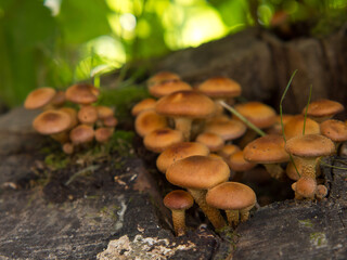 Wall Mural - Armillaria mellea, honey agarics on a rotten stump in the forest. Beautiful edible mushroom.