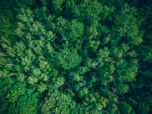 Aerial Top View Of Summer Green Trees In Forest In Rural. Drone Photography