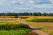Corn (maize) fields in autumn