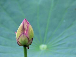 Wall Mural - A lotus flower's bud