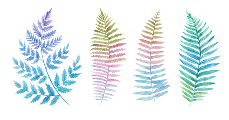 Wall Mural - Hand drawn fern leaves isolated on white background. Detailed watercolor botanical illustration.