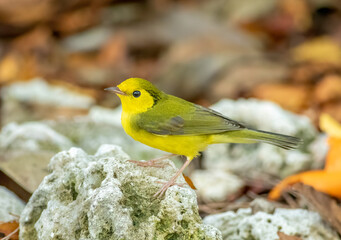 Wall Mural - A hooded warbler perched on an old coral rock in the Florida Keys during fall migration