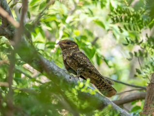 Wall Mural - An elusive chuck-wills widow perched in the canopy on a tree limb during the morning hours.