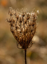 Queen Anne's Lace (Daucus) Seeds. Bird's Nest Or Bishop's Lace In The Autumn.