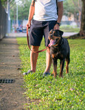 Fototapeta Zwierzęta - Dog Rottweiler standing next to man owner, outdoor in the park. Walk the dog concept.