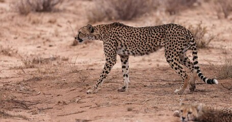 Wall Mural - a cheetah walks in the savannah