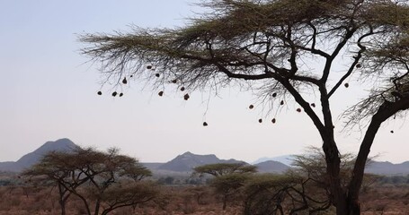 Wall Mural - Landscape of the samburu savannah in Kenya