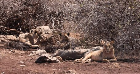 Wall Mural - lions sleep in the savannah