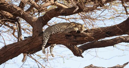Wall Mural - a leopard rests in a tree