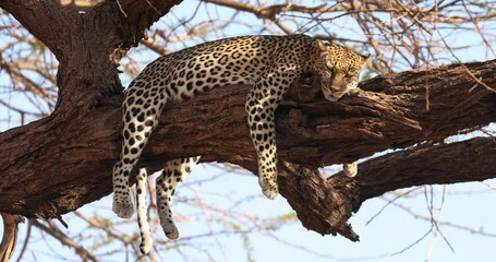 Wall Mural - a leopard rests in a tree