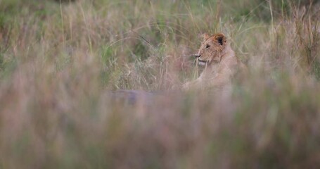 Wall Mural - a young lion watches in the savannah
