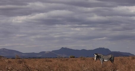 Wall Mural - a grevy's zebra walks in the savannah