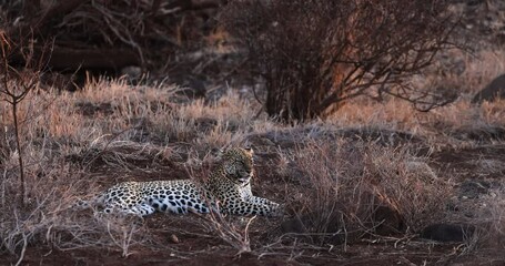 Wall Mural - a leopard is resting in the savannah