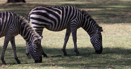 Wall Mural - a zebra eats grass in the savannah