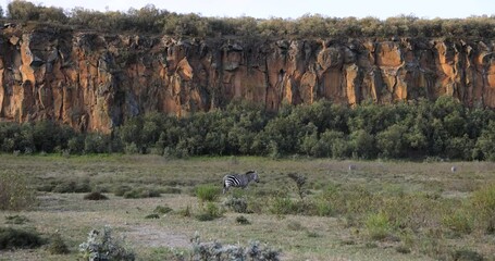 Wall Mural - a zebra walks in a mountain valley
