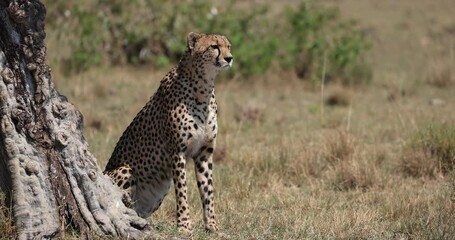 Wall Mural - a cheetah family rests and observes in the savannah
