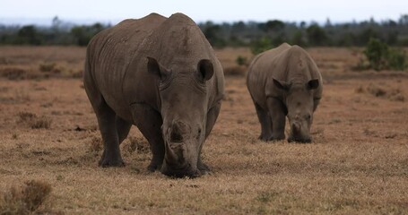 Wall Mural - A rhino family is walking in the savannah