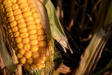 Corn On The Cob On The Corn Field. Autumn Harvesting. Close-up Of Yellow Corncob
