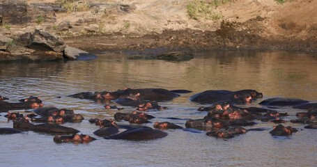 Wall Mural - A hippopotamus family rests in a river in Kenya