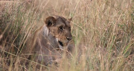 Wall Mural - a lion family is resting in the grasses of the savannah