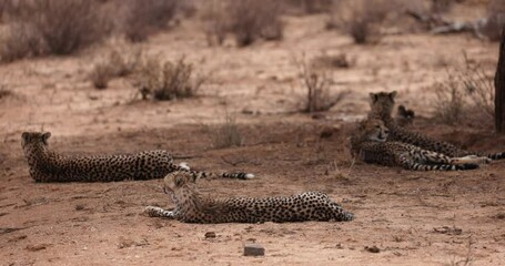 Wall Mural - a cheetah family rests on the dry land of kenya