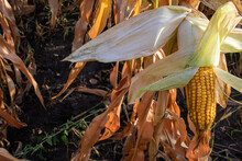 Corn On The Cob On The Corn Field. Autumn Harvesting. Close-up Of Yellow Corncob