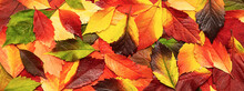 Wet Autumn Coloured Leaves Background. Fall Leaves With Raindrop.