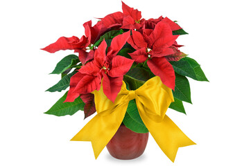 Wall Mural - Blooming red Christmas Poinsettia flower with golden bow isolated on a transparent background.