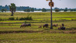 A herd of buffaloes eating grass on the uncultivated field