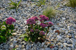 ornamental flowerbed with perennials and stones made of gray granite, mulched pebbles in the city garden, prairie, ornamental grass, terrace by the pool mulching pebbles