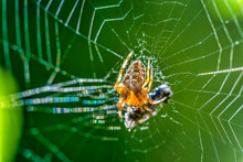 Garden Cross Spider Eating Prey On Web
