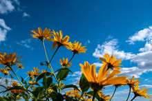 Yellow Wild Flowers Reach For The Blue Cloudy Sky