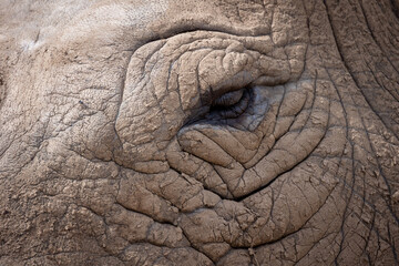 Wall Mural - gros plan sur l'œil d'un rhinocéros