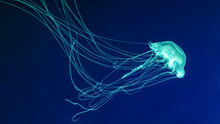 Fluorescent Jellyfish Swimming Underwater Aquarium Pool. The Atlantic Sea Nettle Chrysaora Quinquecirrha In Blue Water, Ocean. Theriology, Tourism, Diving, Undersea Life.