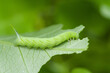 green caterpillar or worm eating leafs,the pests eat and damage.