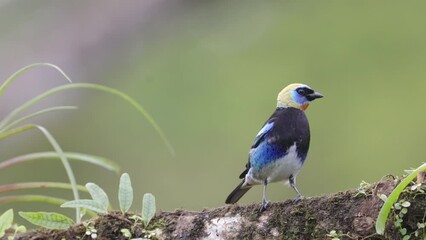 Wall Mural - a slow motion front on shot of a golden-hooded tanager perching on a tree branch in costa rica