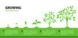 Infographic growing tree. Stages of plant growth from a green leaf to an adult tree.