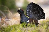 Fototapeta Zwierzęta - Western capercaillie, tetrao urogallus, lekking on grass in autumn nature. Dark bird with big tail standing in forest in fall. Black grouse courting in woodland.