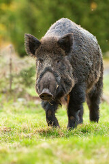 Wall Mural - wild boar, sus scrofa, approaching on grass in summer in vertical shot. brown swine coming closer on