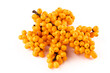 © Olga - Sea-buckthorn berries branch on a white background