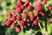 Wild Unripened Welsh Blackberries