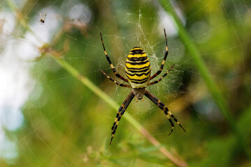 Wall Mural - argyope wasp spider close-up on a web among the grass