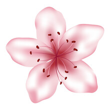 Pink Flower Illustration, Isolated On White. Spring Blossom Element For Design Needs. Realistic Petals And Stamens. Clip Art. Pink Cherry Flower, Sakura Bloom, Spring Card Single Design Element