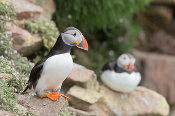 atlantic puffins bird or common puffin (fratercula arctica).