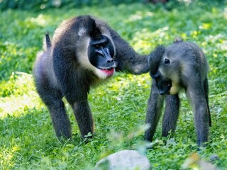 Wall Mural - An adult male Drill, Mandrillus leucophaeus, checks a female to see if she is in heat.