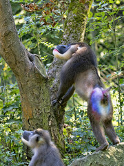Wall Mural - An adult male Drill, Mandrillus leucophaeus, observes a female that has fled up a tree.