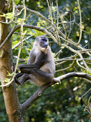 Wall Mural - A female Drill, Mandrillus leucophaeus, sits high in a tree.