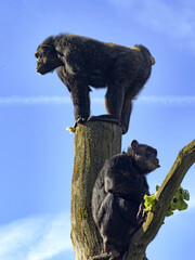 Wall Mural - African Chimpanzee, Pan troglodytes, stands on a tall trunk and looks around the landscape.